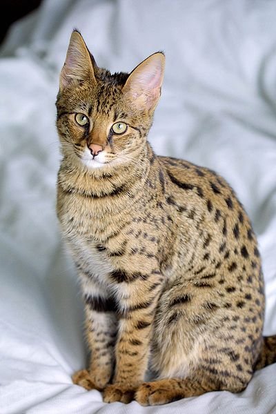 Domestic Cat