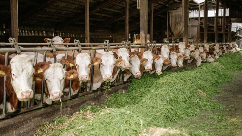 Domestic Cattle