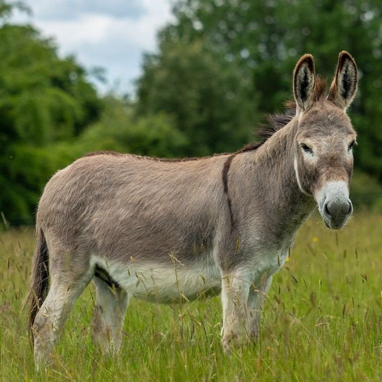 Donkey