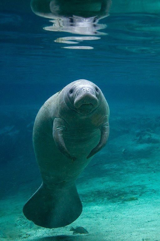 Dugong