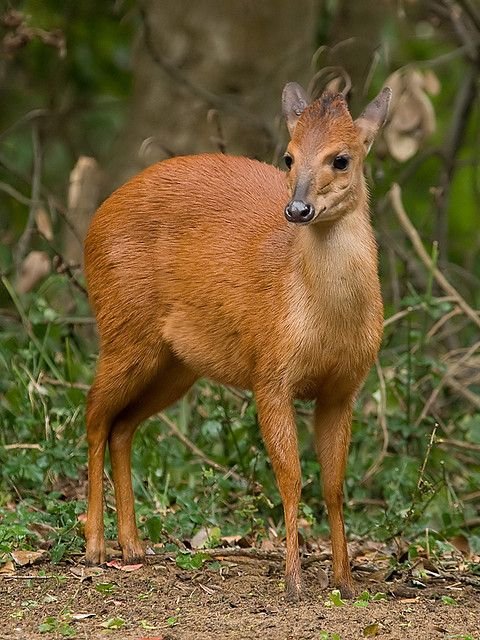 Duiker