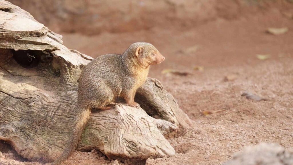 Dwarf Mongoose