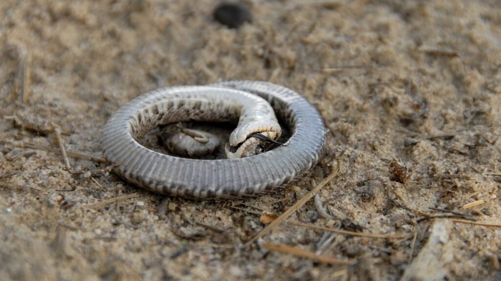 Eastern Hognose Snake