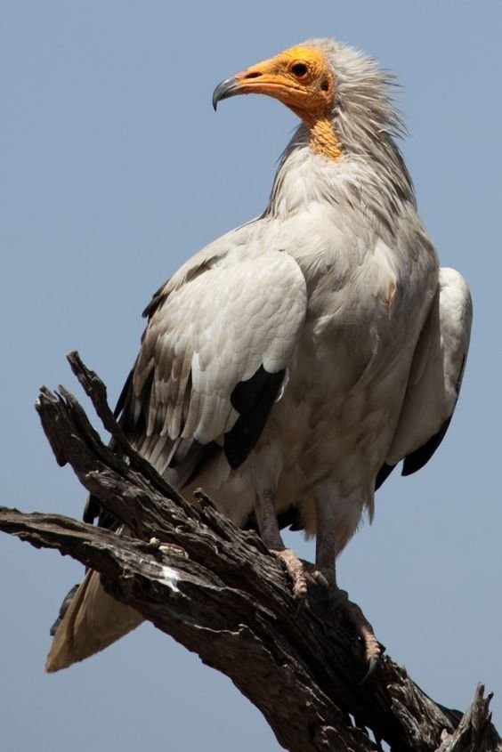 Egyptian Vulture