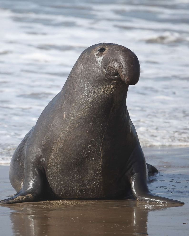 Elephant Seal