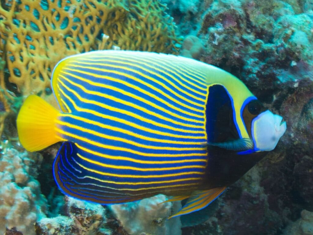 Emperor Angelfish