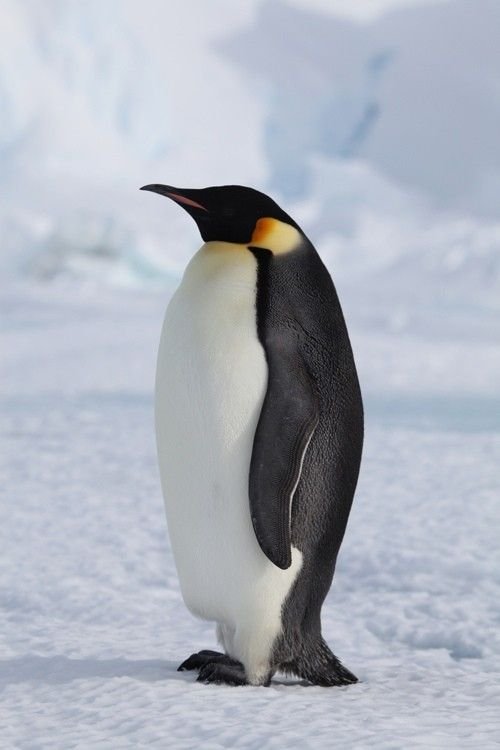 Emperor Penguin
