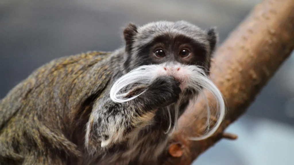 Emperor Tamarin