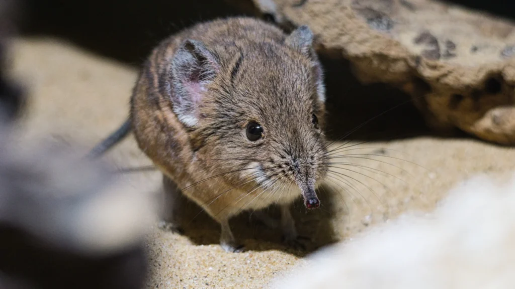 Etruscan Shrew