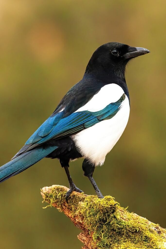 Eurasian Magpie