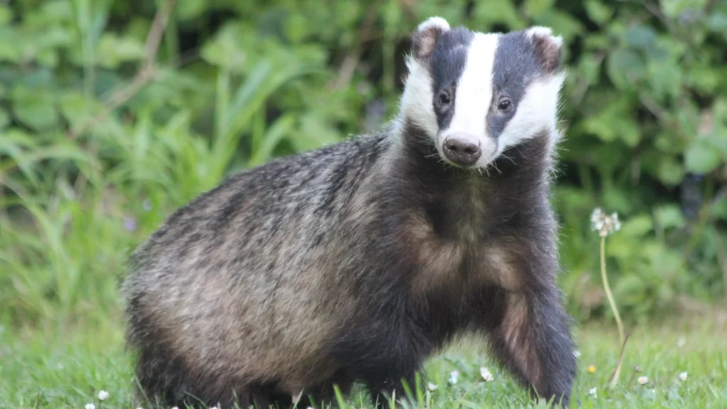 Badger