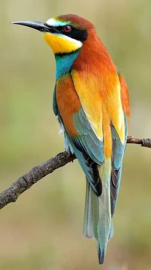 European Bee-Eater