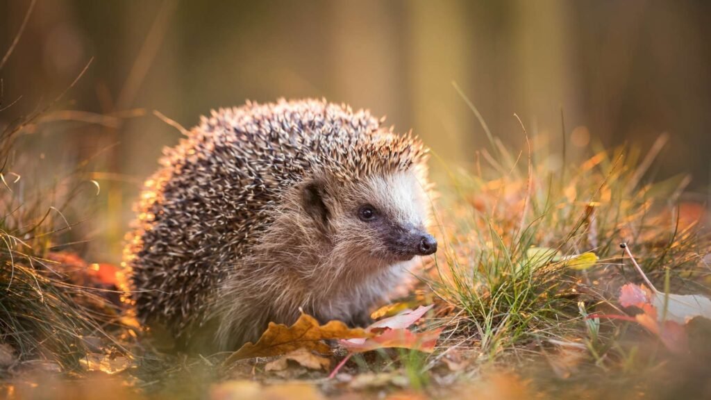 European Hedgehog