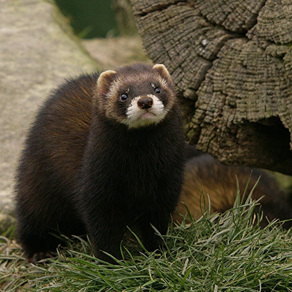 European Polecat