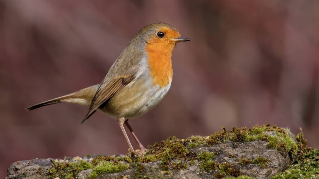 European Robin