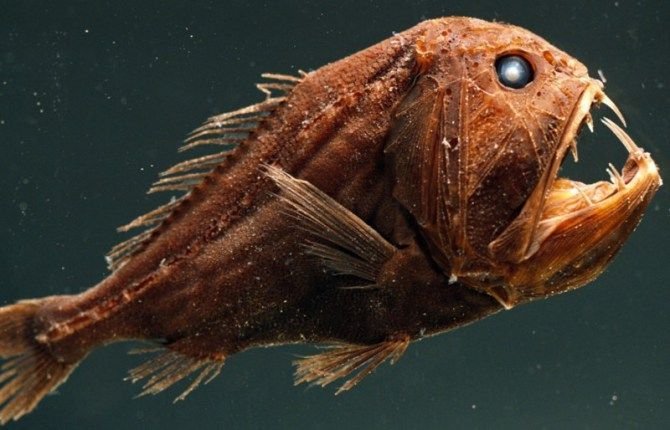 Fangtooth