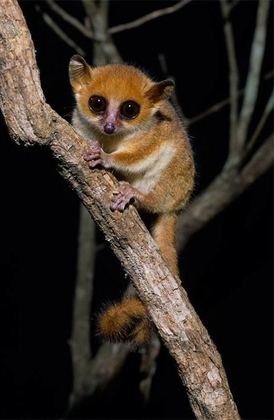 Fat-tailed Dwarf Lemur