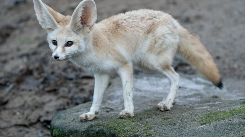 Fennec Fox