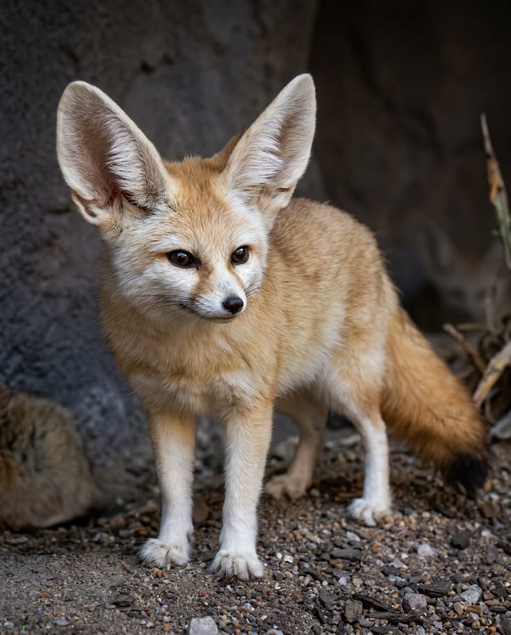 Fennec Fox