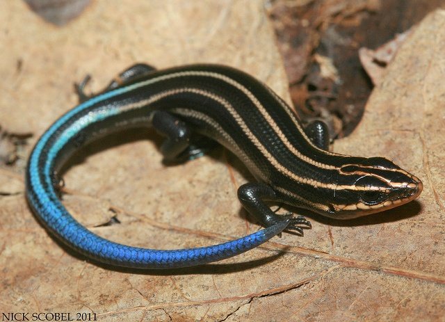 Five-lined Skink