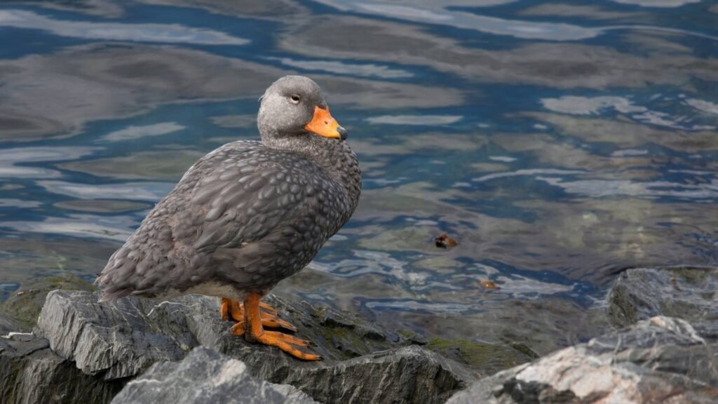 Flightless Steamer Duck