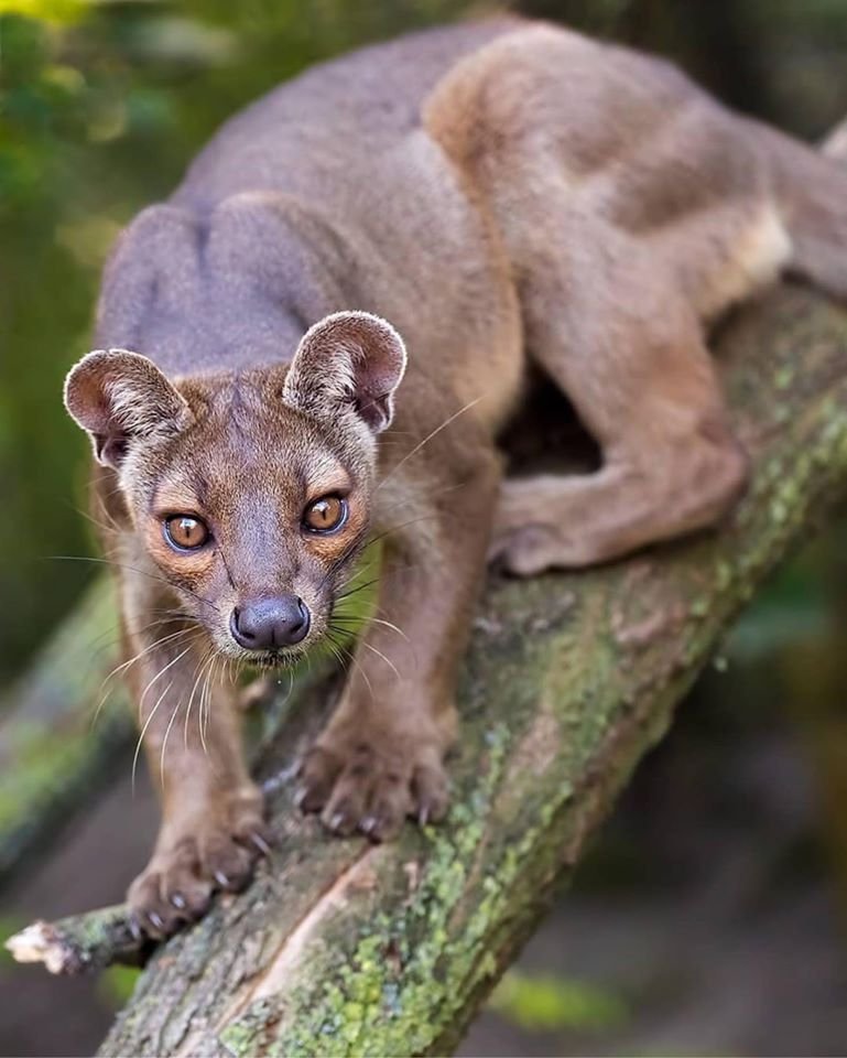 Fossa
