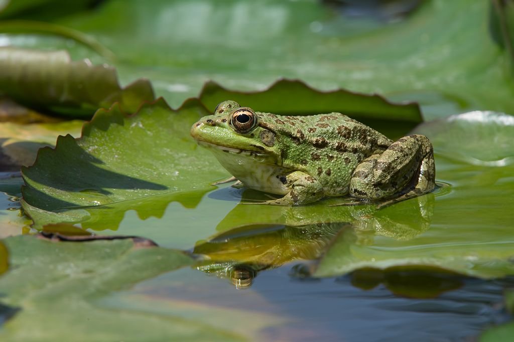 Frog