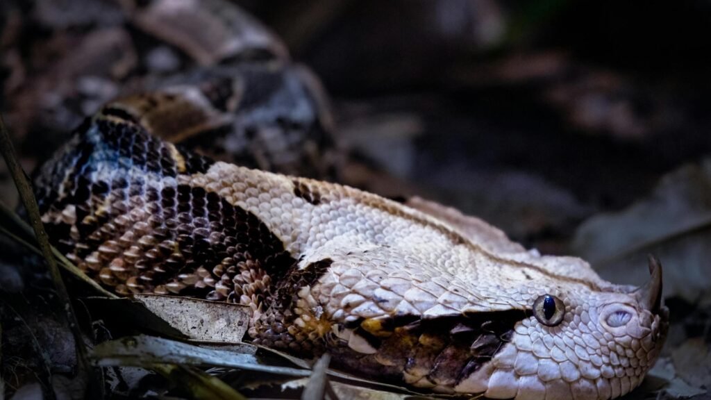 Gaboon Viper