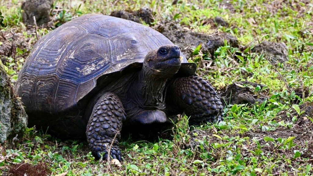 Galápagos Giant Tortoise