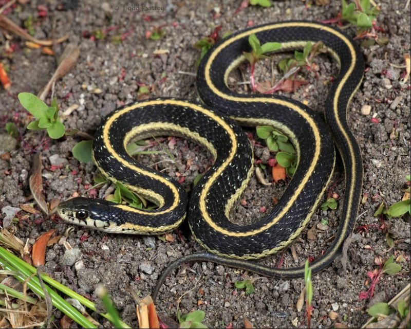 Garter Snake