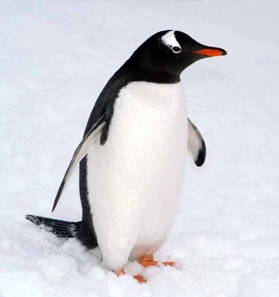 Gentoo Penguin