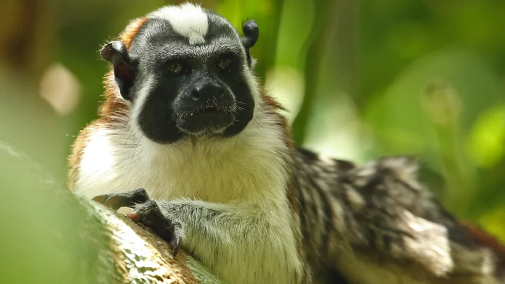 Geoffroys Tamarin
