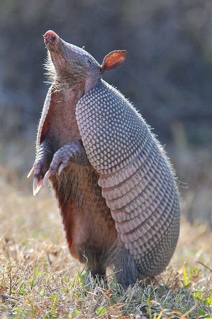 Giant Armadillo