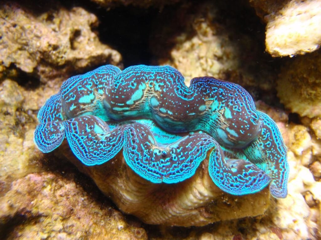 Giant Clam
