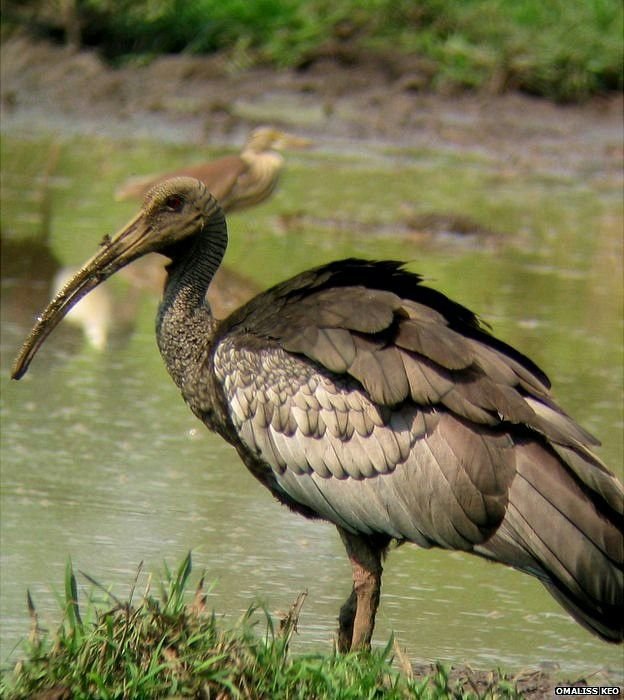 Giant Ibis