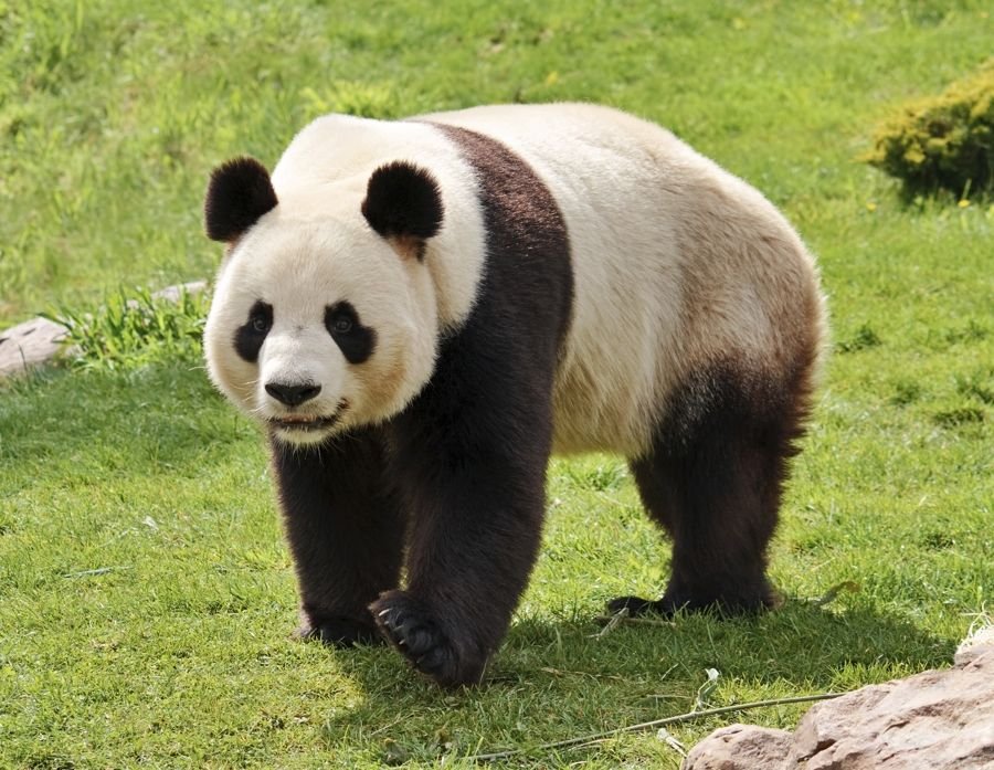 Giant Panda