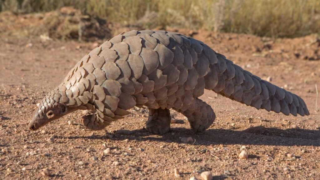 Giant Pangolin