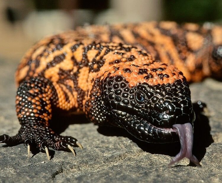 Gila Monster