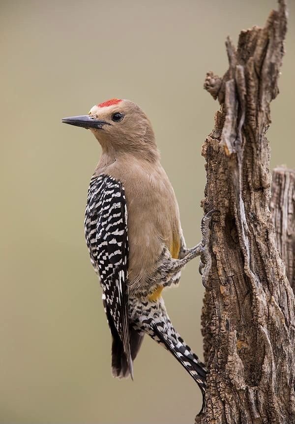 Woodpecker