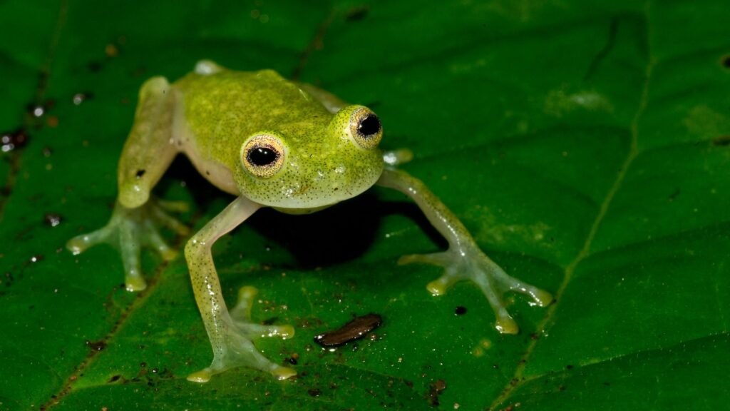 Glass Frog
