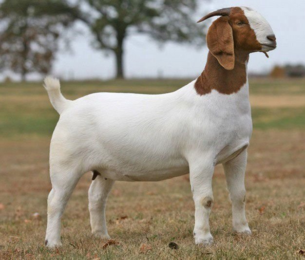 Goat