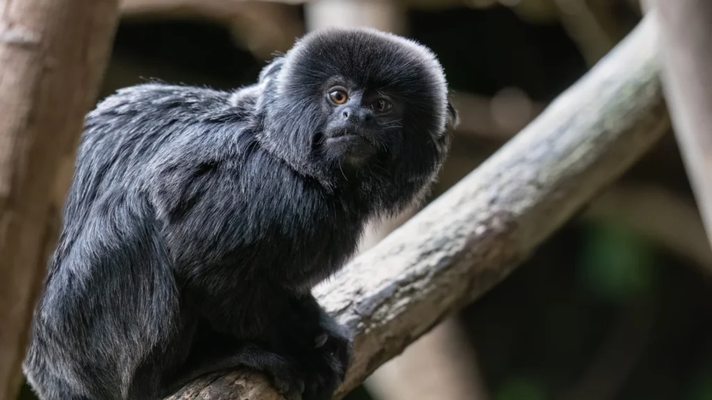 Goeldi's Monkey
