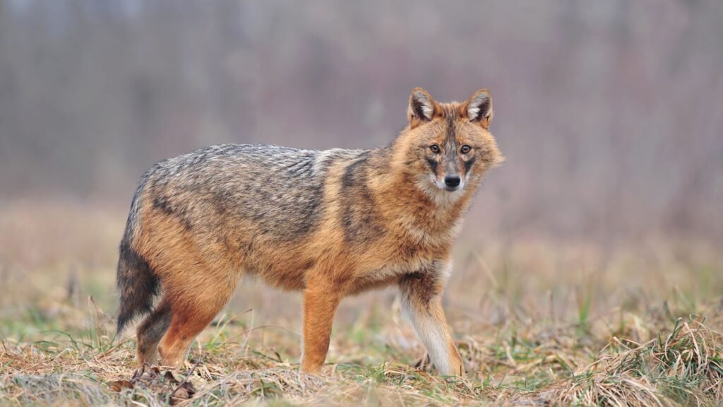 Golden Jackal
