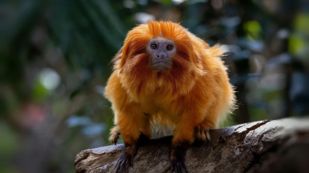 Golden Lion Tamarin