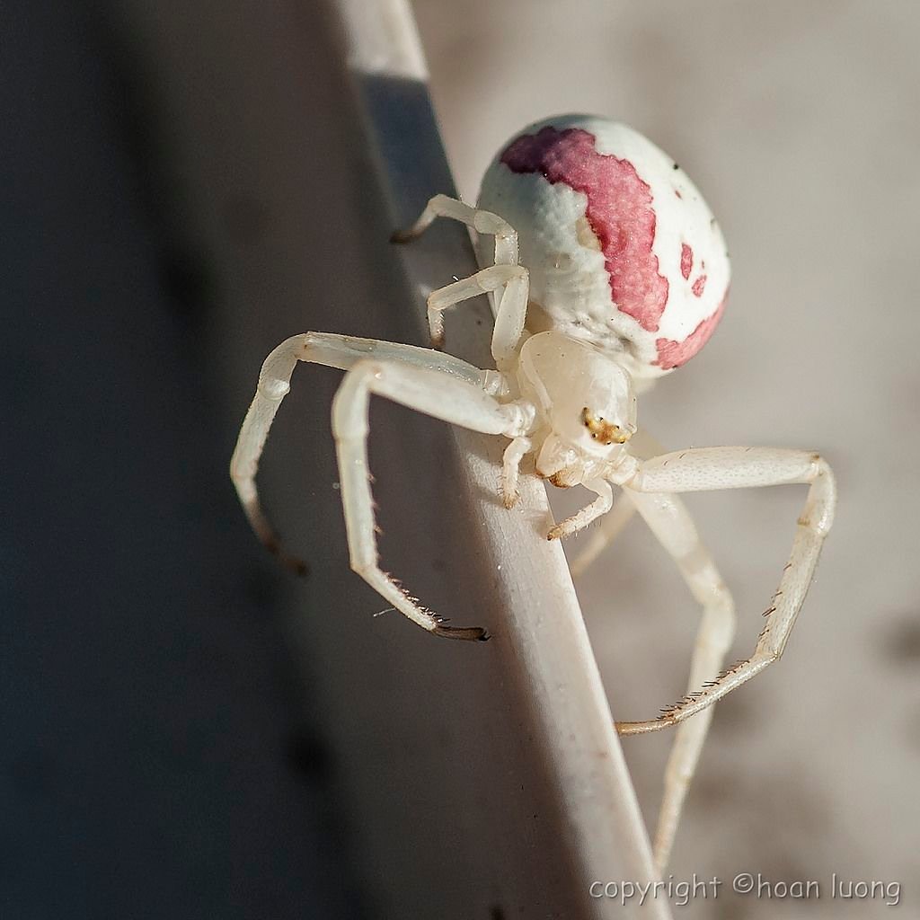 Goldenrod Crab Spider