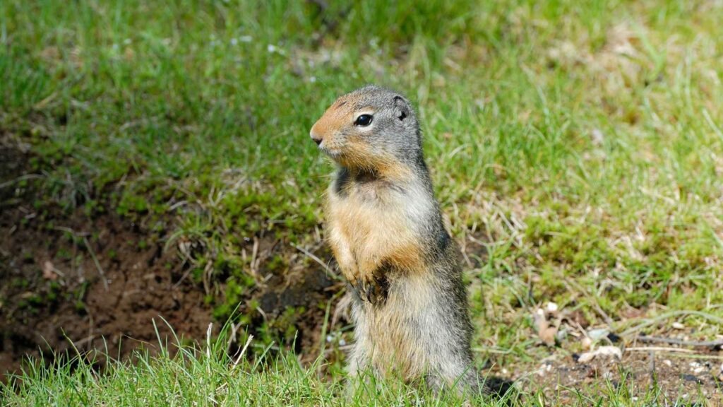 Gopher