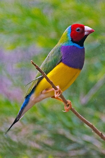 Gouldian Finch