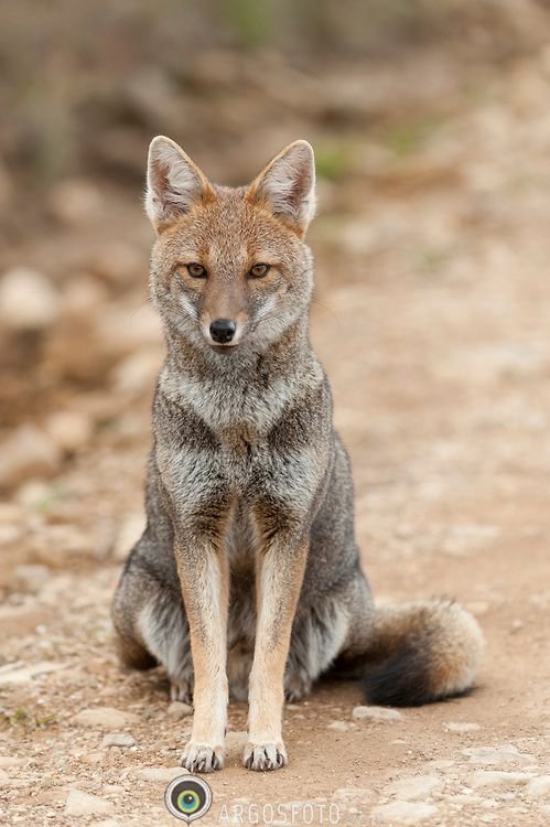 Gray Fox