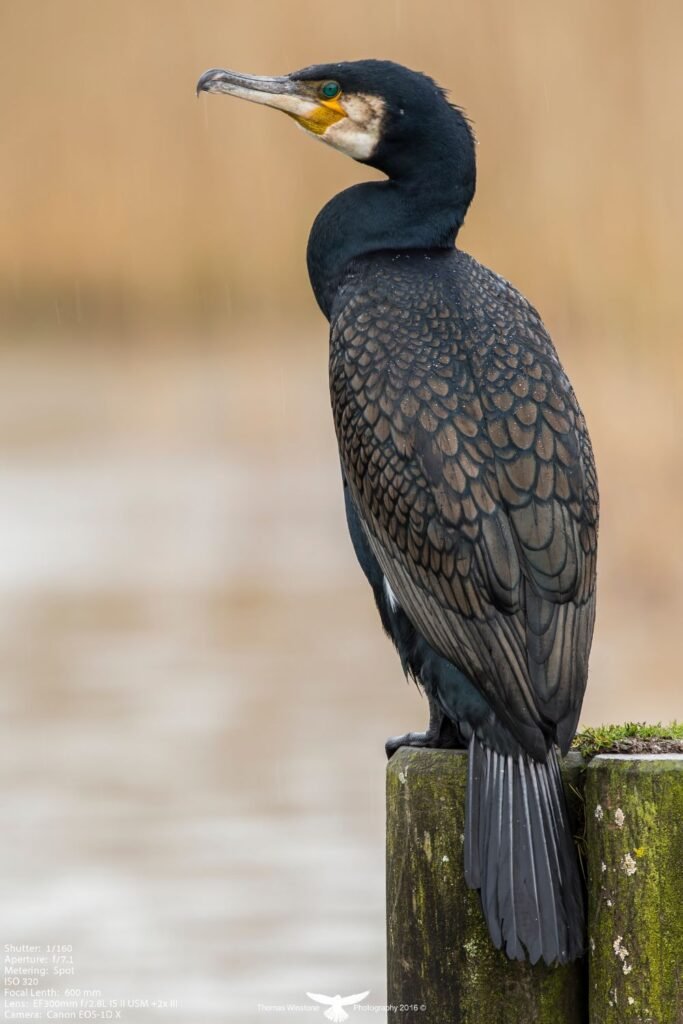 Great Cormorant