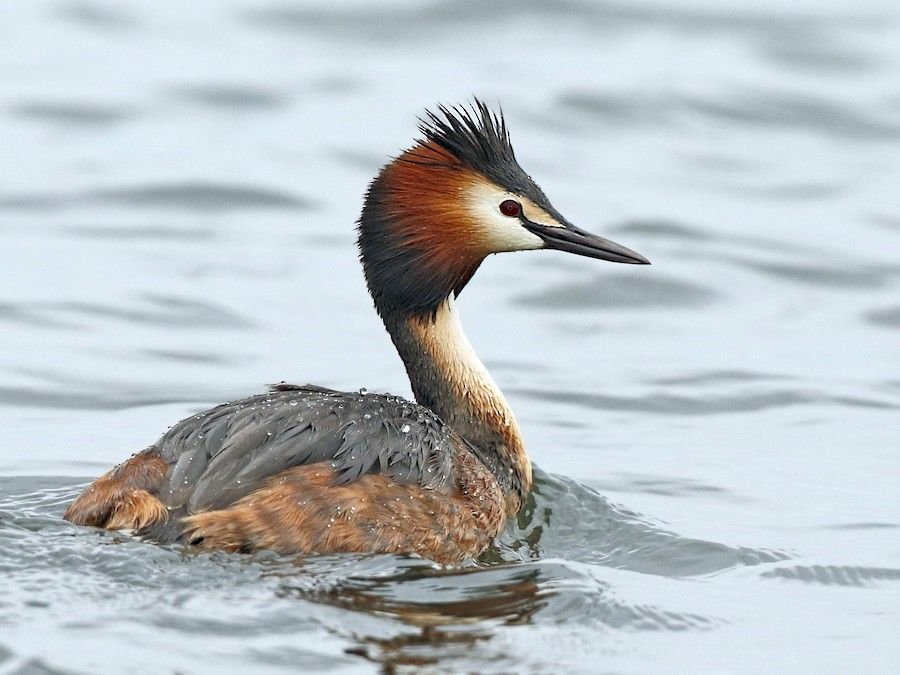 Great Crested Grebe